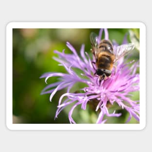 Bee On Purple Flower Magnet